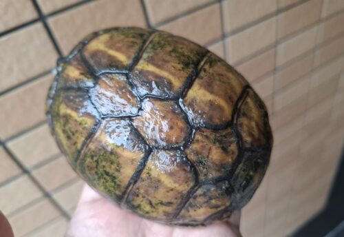 ミスジドロガメ（甲長約10,5cm）WC　メス - 画像 (10)