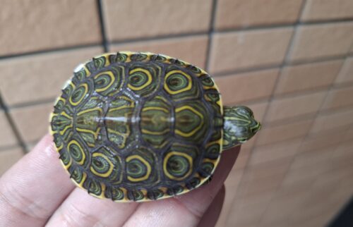 ニカラグアクジャクガメ（25CB） - 画像 (4)