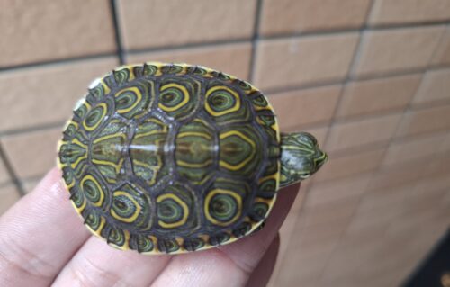 ニカラグアクジャクガメ（25CB） - 画像 (8)