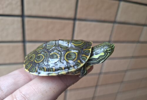 ニカラグアクジャクガメ（25CB） - 画像 (6)