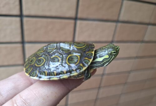 ニカラグアクジャクガメ（25CB） - 画像 (5)