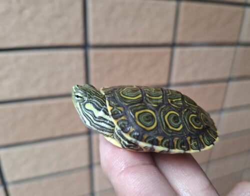 ニカラグアクジャクガメ（25CB） - 画像 (3)