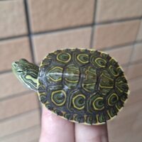 ニカラグアクジャクガメ（25CB）