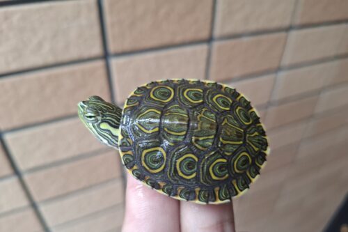 ニカラグアクジャクガメ（25CB） - 画像 (2)