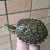 ニカラグアクジャクガメ（25CB）