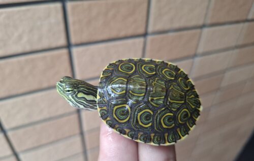 ニカラグアクジャクガメ（25CB）
