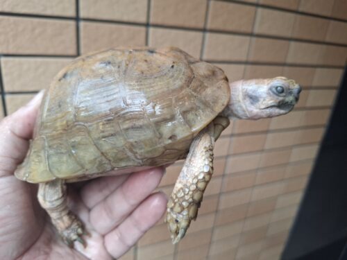 エロンガータリクガメ（甲長約14cm）WC飼い込みオス（目の白濁あり） - 画像 (3)