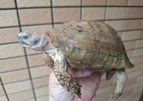 エロンガータリクガメ（甲長約14cm）WC飼い込みオス（目の白濁あり）