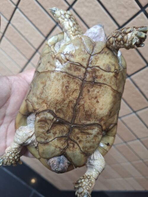 エロンガータリクガメ（甲長約14cm）WC飼い込みオス（目の白濁あり） - 画像 (7)