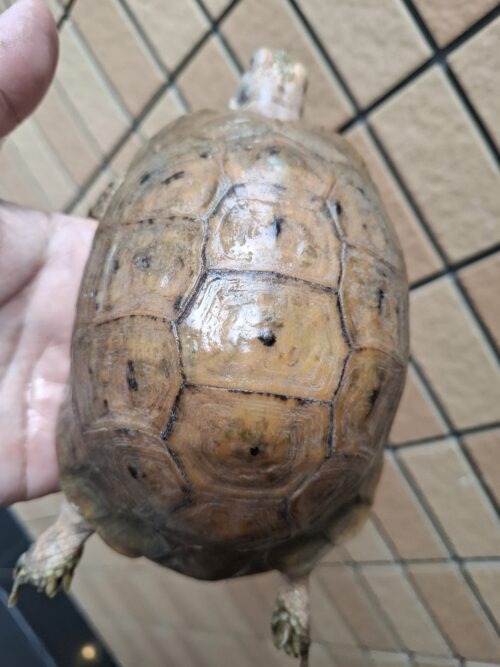 エロンガータリクガメ（甲長約14cm）WC飼い込みオス（目の白濁あり） - 画像 (6)