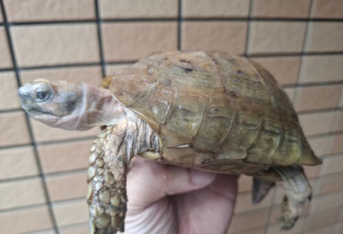 エロンガータリクガメ（甲長約14cm）WC飼い込みオス（目の白濁あり） - 画像 (5)