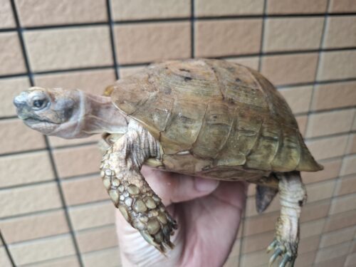 エロンガータリクガメ（甲長約14cm）WC飼い込みオス（目の白濁あり） - 画像 (4)