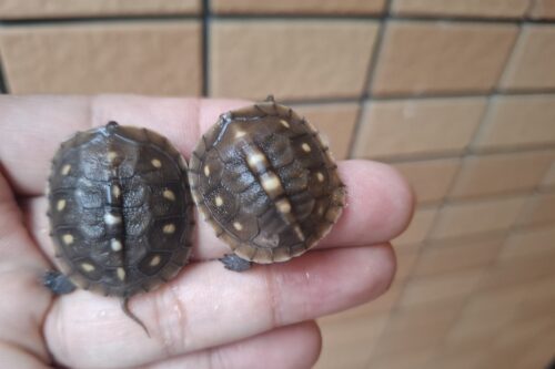 ミツユビハコガメ（25CB）餌付済