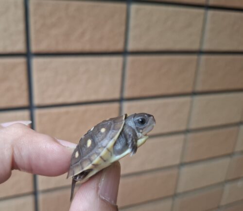 ミツユビハコガメ（25CB）餌付済 - 画像 (4)