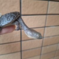 ジーベンロックナガクビガメ（25CB）