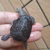 ジーベンロックナガクビガメ（25CB）