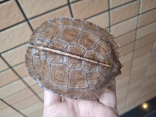 オオヤマガメ（甲長約10.5cm） - 画像 (7)