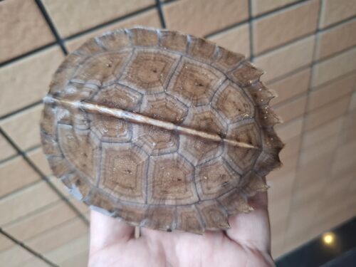 オオヤマガメ（甲長約10.5cm） - 画像 (6)