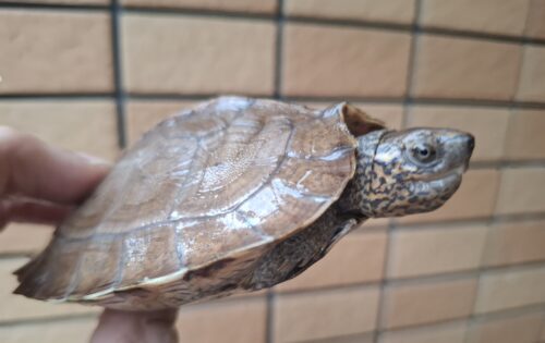 オオヤマガメ（甲長約10.5cm） - 画像 (4)