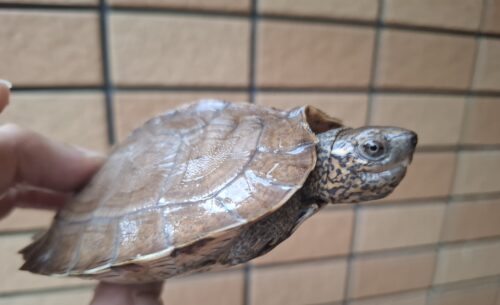 オオヤマガメ（甲長約10.5cm） - 画像 (3)