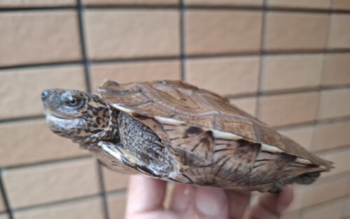 オオヤマガメ（甲長約10.5cm）