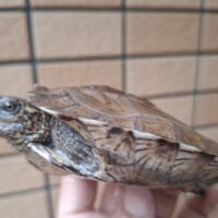 オオヤマガメ（甲長約10.5cm）