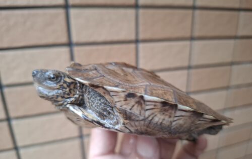オオヤマガメ（甲長約10.5cm） - 画像 (2)