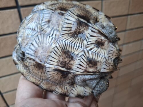 オオヤマガメ（甲長約10.5cm） - 画像 (5)