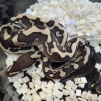 ボールパイソン（GHIレッサーレオパードhetクラウン）25CB オス