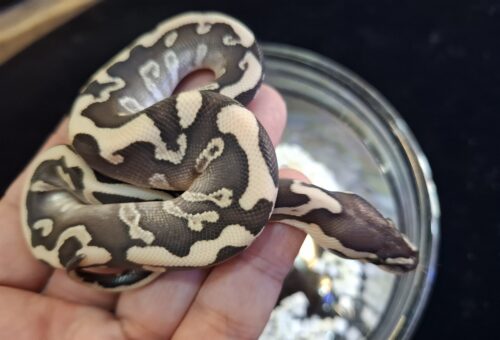 ボールパイソン（GHIレッサーレオパードhetクラウン）25CB オス - 画像 (6)