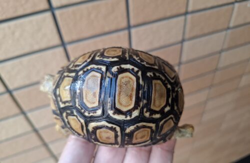 ヒョウモンリクガメ（甲長約8,5cm） - 画像 (6)