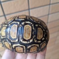 ヒョウモンリクガメ（甲長約8,5cm）