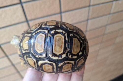 ヒョウモンリクガメ（甲長約8,5cm） - 画像 (2)