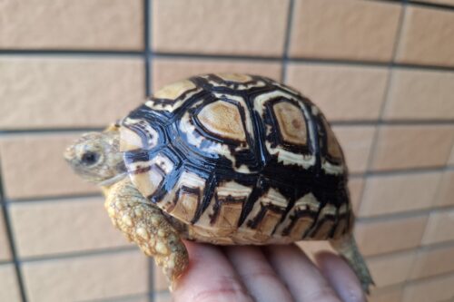 ヒョウモンリクガメ（甲長約8,5cm） - 画像 (4)