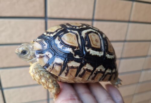 ヒョウモンリクガメ（甲長約8,5cm） - 画像 (5)