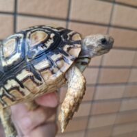 ヒョウモンリクガメ（甲長約8,5cm）