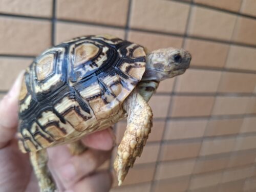 ヒョウモンリクガメ（甲長約8,5cm）