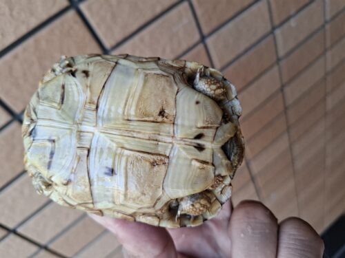 ヒョウモンリクガメ（甲長約8,5cm） - 画像 (7)