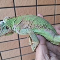 レッサーアンティルイグアナ（約60cm）