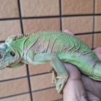 レッサーアンティルイグアナ（約60cm）