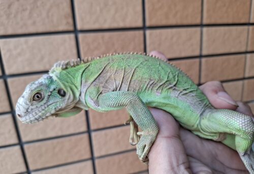 レッサーアンティルイグアナ（約60cm）