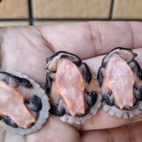 サウスイリアンカブトガメ（25CB）