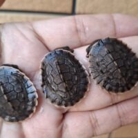 サウスイリアンカブトガメ（25CB）