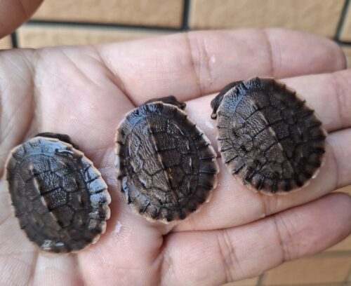 サウスイリアンカブトガメ（25CB）