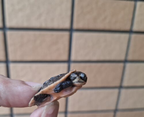 サウスイリアンカブトガメ（25CB） - 画像 (4)