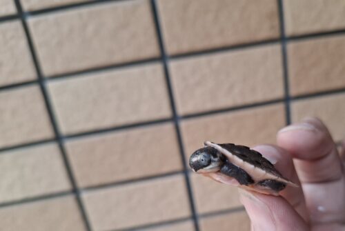 サウスイリアンカブトガメ（25CB） - 画像 (6)