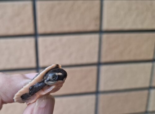 サウスイリアンカブトガメ（25CB） - 画像 (8)