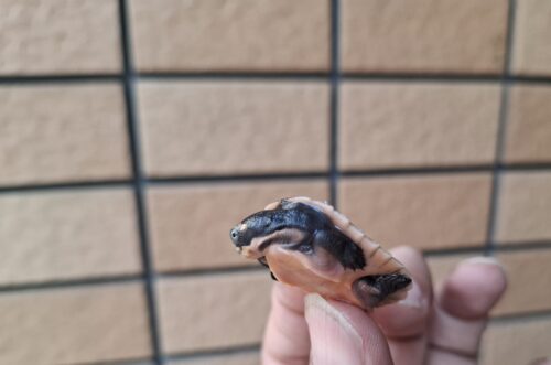 サウスイリアンカブトガメ（25CB） - 画像 (9)