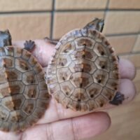 サウスイリアンカブトガメ（25CB）ヤング