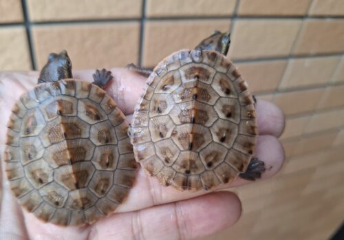 サウスイリアンカブトガメ（25CB）ヤング